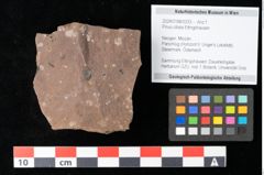 Foto (Objekt + Etikett) von Pinus ciliata Ettingshausen (NHMW-GEO-2024-0188-0333)